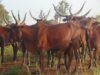 Some Cows now more expensive than used cars – Butchers