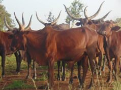 Some Cows now more expensive than used cars – Butchers