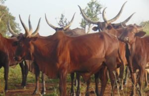Some Cows now more expensive than used cars – Butchers