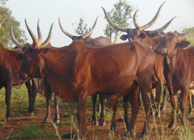 Some Cows now more expensive than used cars – Butchers