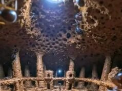 TASKAR GUARANTEE: Bincike ya gano yadda tururruwa take gida