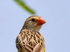 KEBBI: Govt Activates Emergency Plan as Quelea Birds Threaten Dry Season Rice