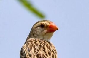 KEBBI: Govt Activates Emergency Plan as Quelea Birds Threaten Dry Season Rice