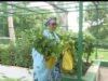 First Lady Oluremi Tinubu Records Another Harvests From Villa Garden