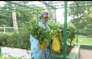 First Lady Oluremi Tinubu Records Another Harvests From Villa Garden