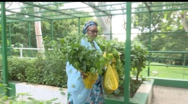 First Lady Oluremi Tinubu Records Another Harvests From Villa Garden