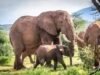Kasar Kenya Na Bincike Kan Mutuwar Giwaye 16