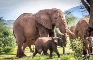 Kasar Kenya Na Bincike Kan Mutuwar Giwaye 16